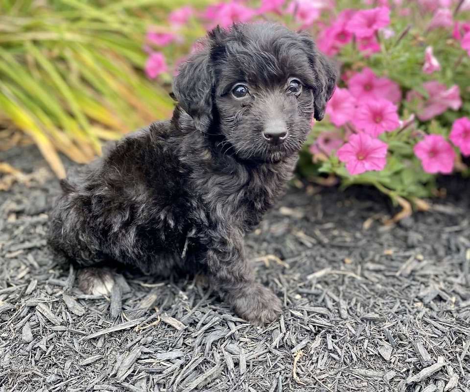 Swiss Doodle Puppy Available