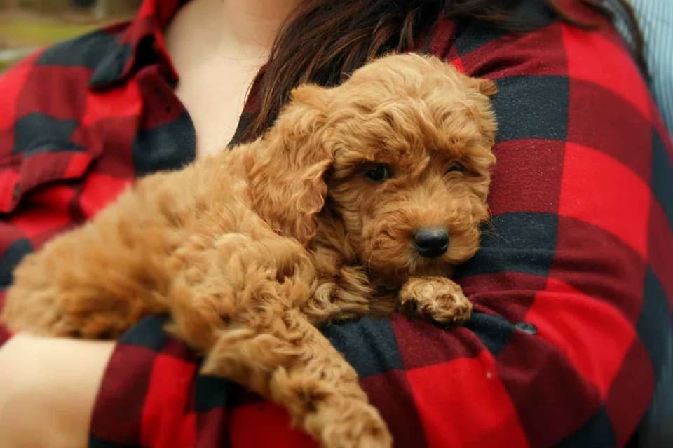 Goldendoodle Pup