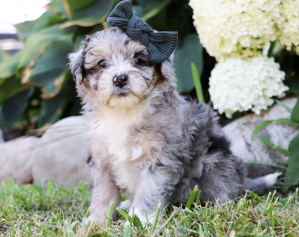 Aussiedoodle Available