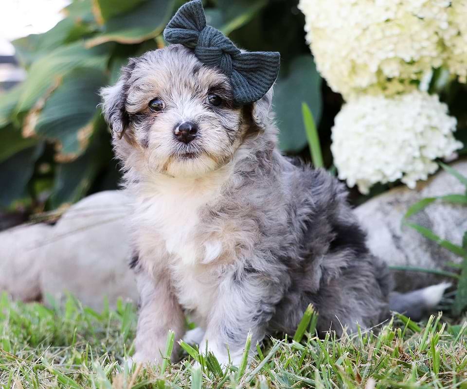Aussiedoodle Available
