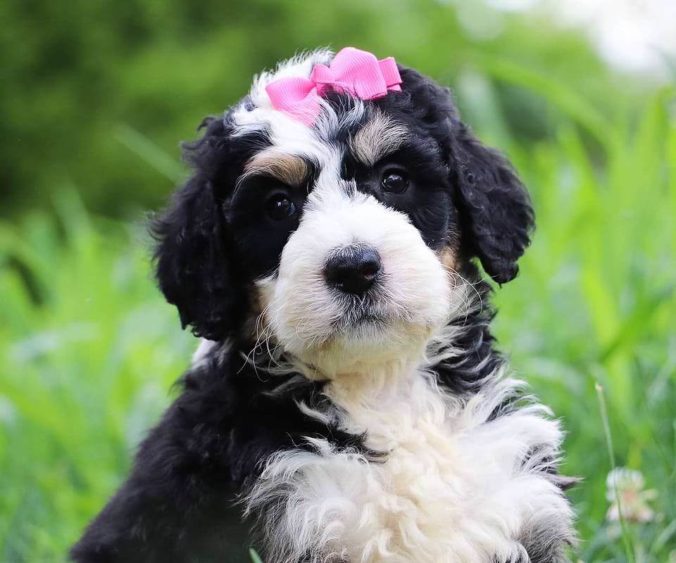 Bernedoodle Available