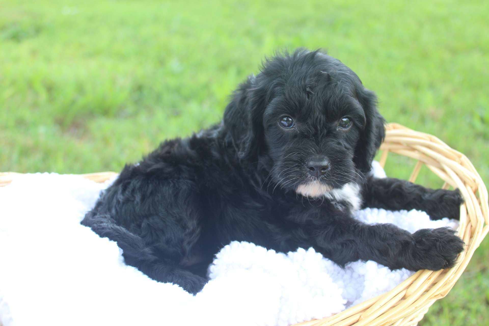 Best Norfolk Cavapoos — Crockett Doodles