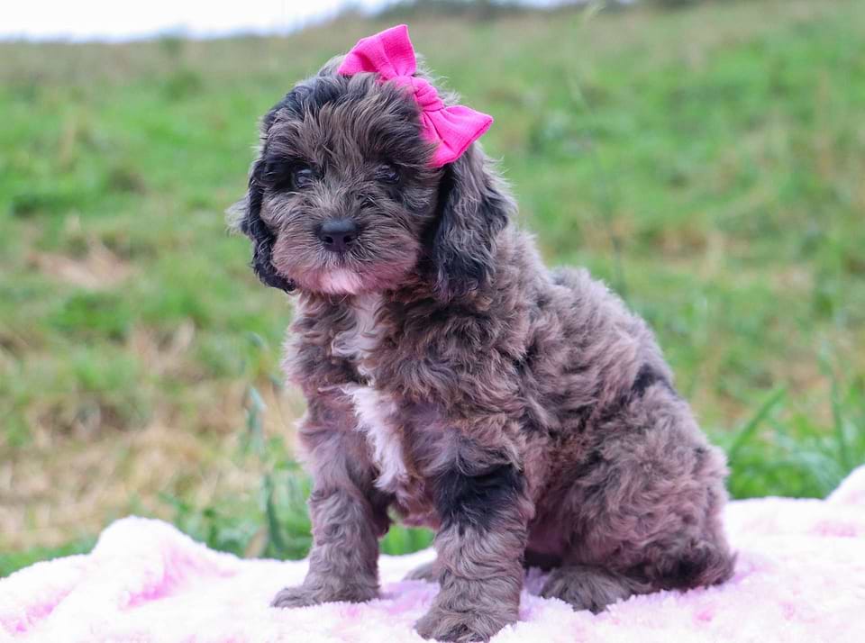 Available Cockapoo