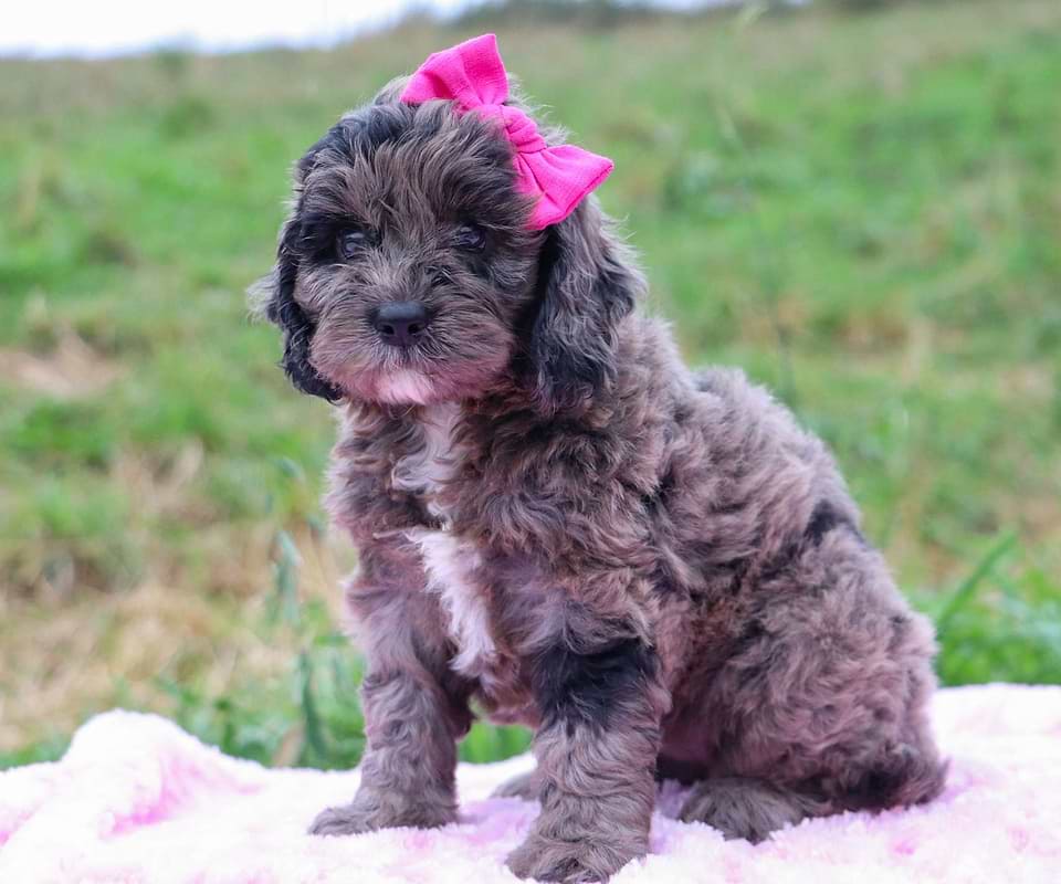 Available Cockapoo