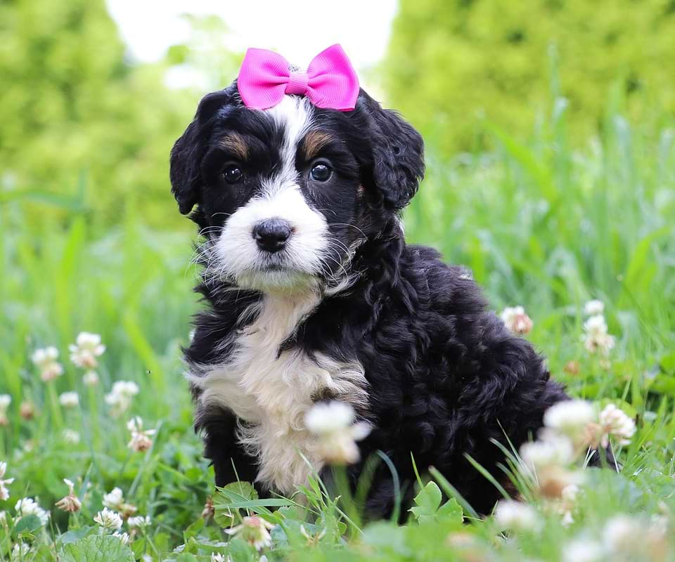 Available Bernedoodle