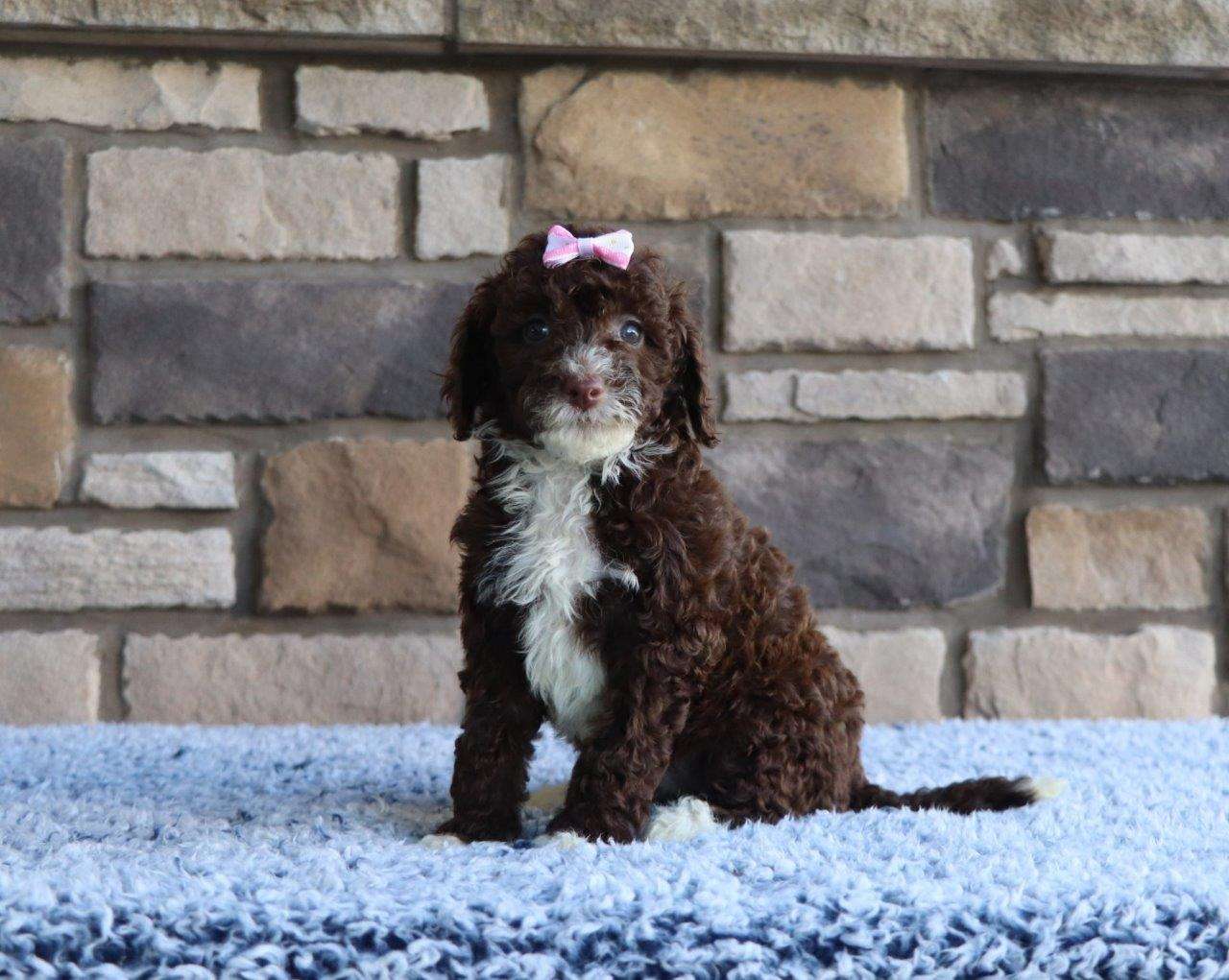 Available Labradoodle