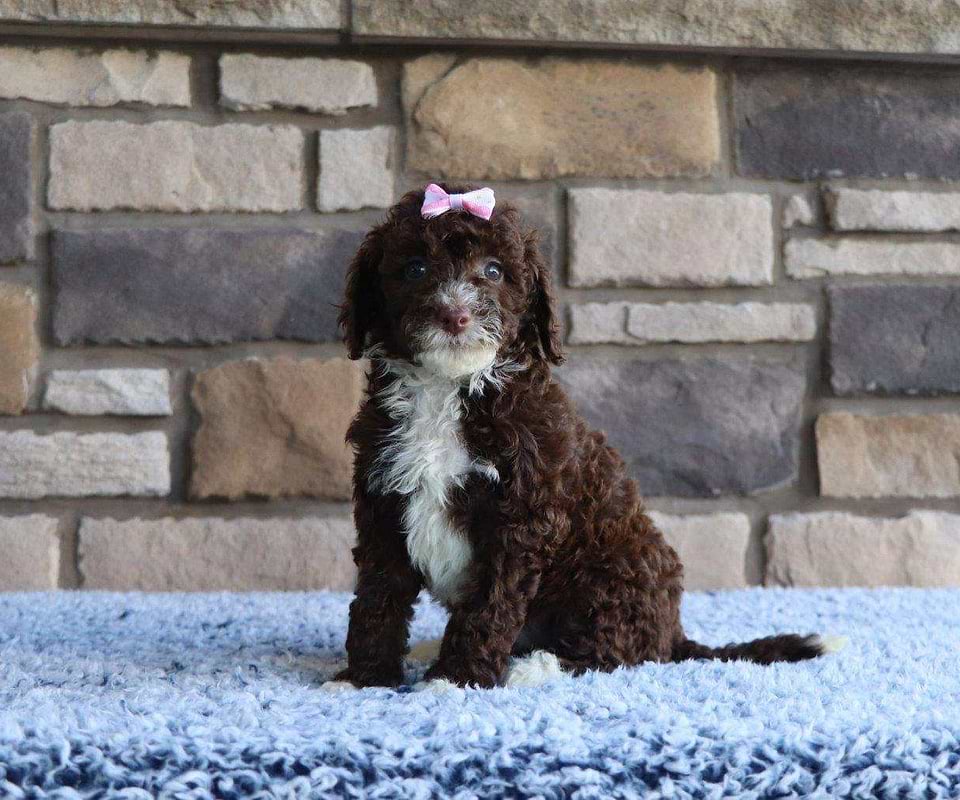 Available Labradoodle