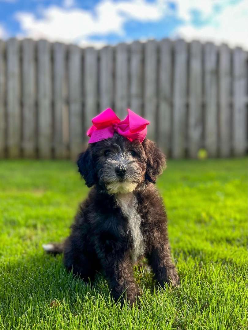 Sheepadoodle Available