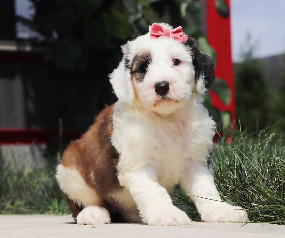 Cute Sheepadoodle Available