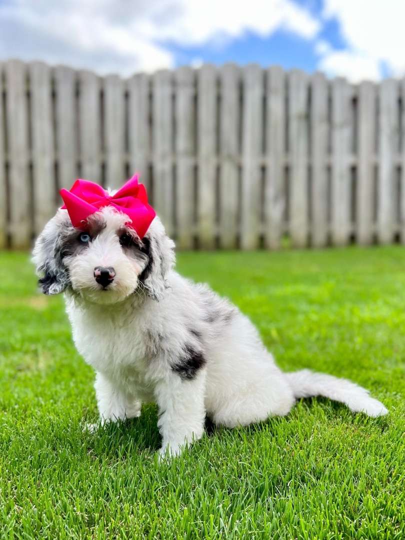 Available Sheepadoodle