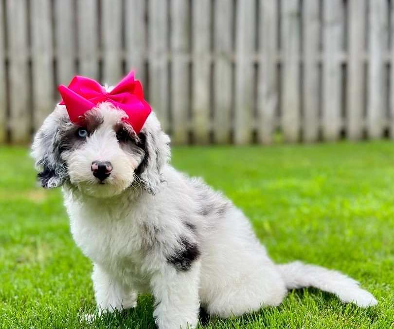 Available Sheepadoodle