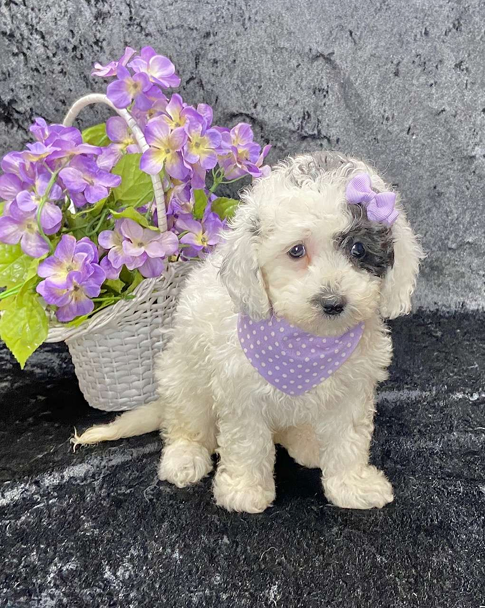 Available Sheepadoodle