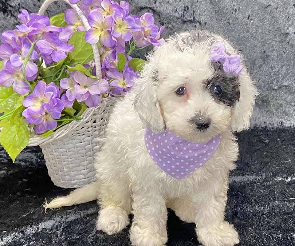 Available Sheepadoodle