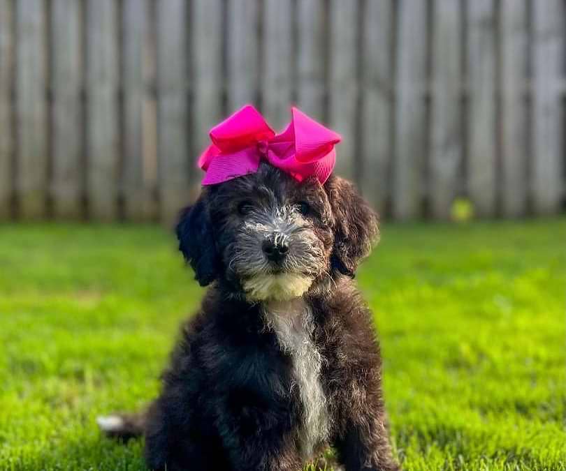 Sheepadoodle Available