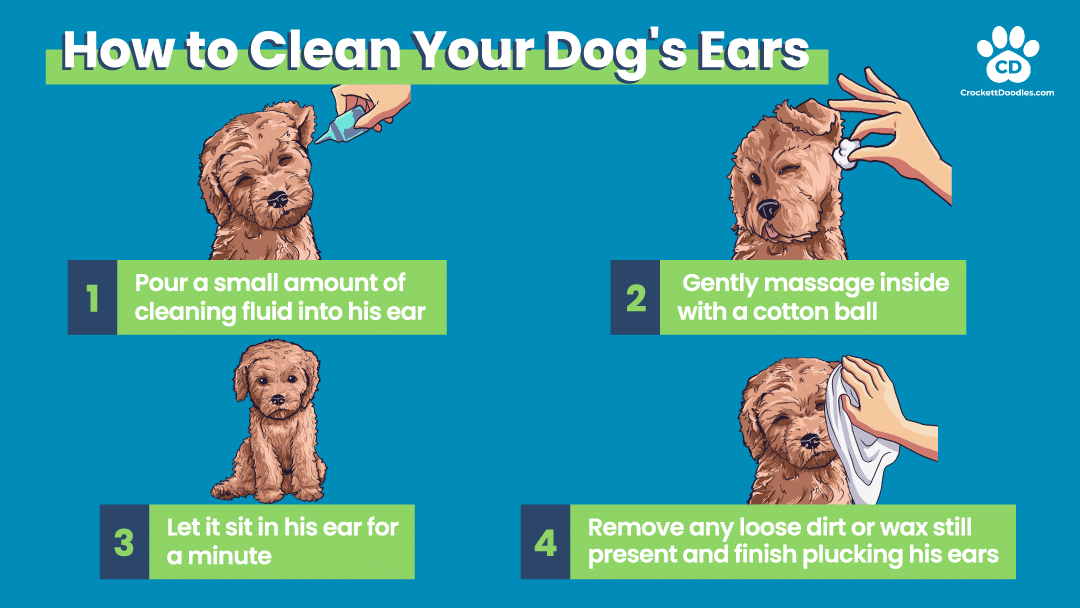 Dog Ear Cleaning Infographic