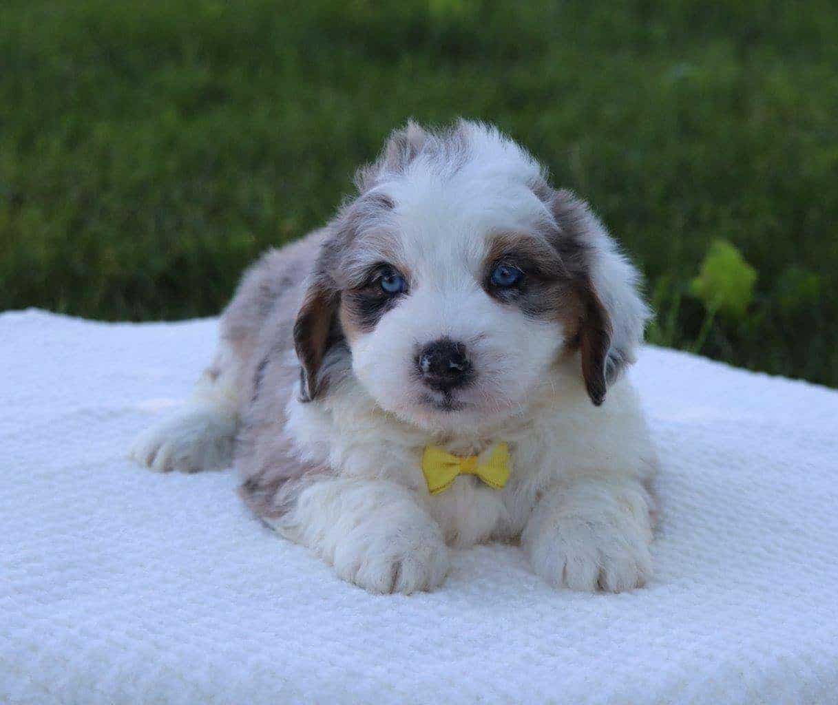 Aussiedoodle Available