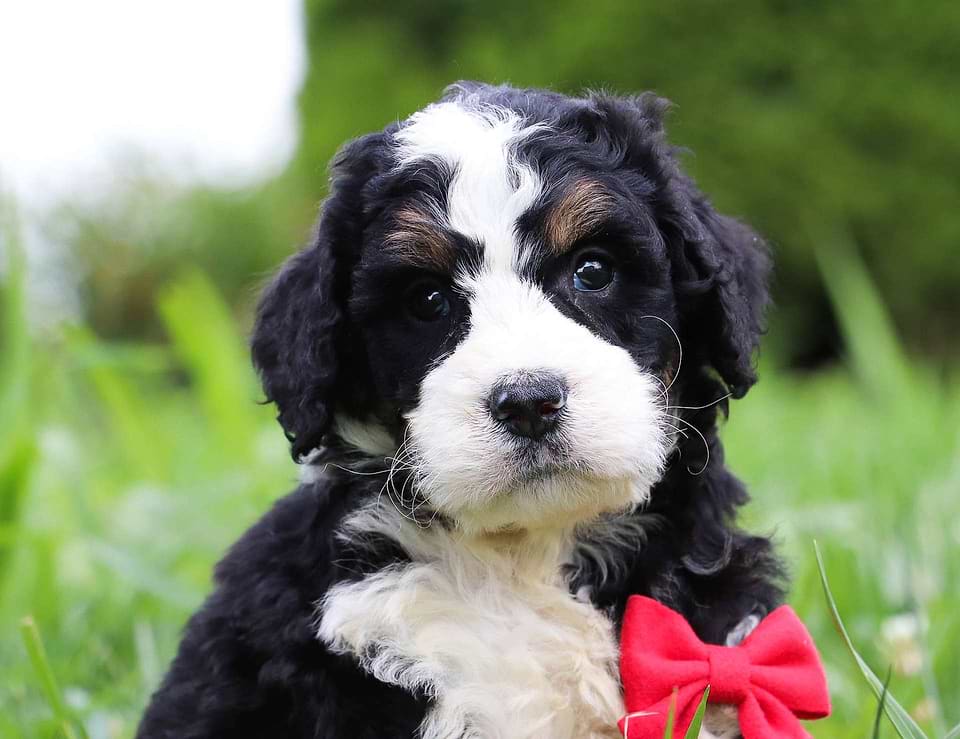 Available Bernedoodle