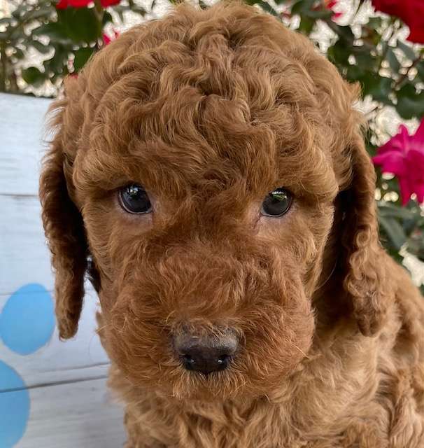 Cavapoo Available