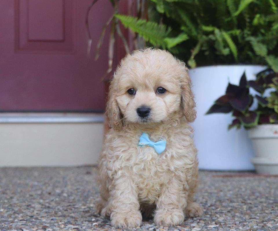 Cockapoo Available