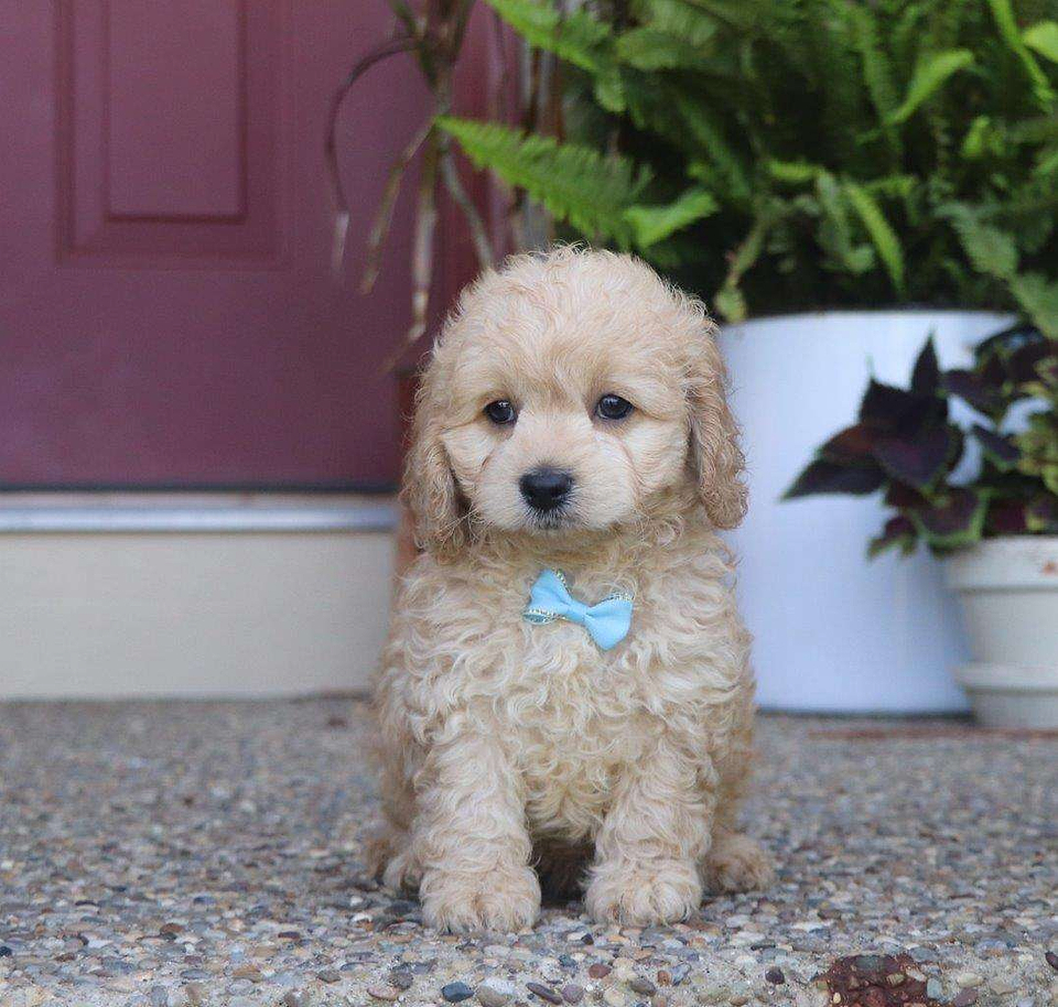 Cockapoo Available