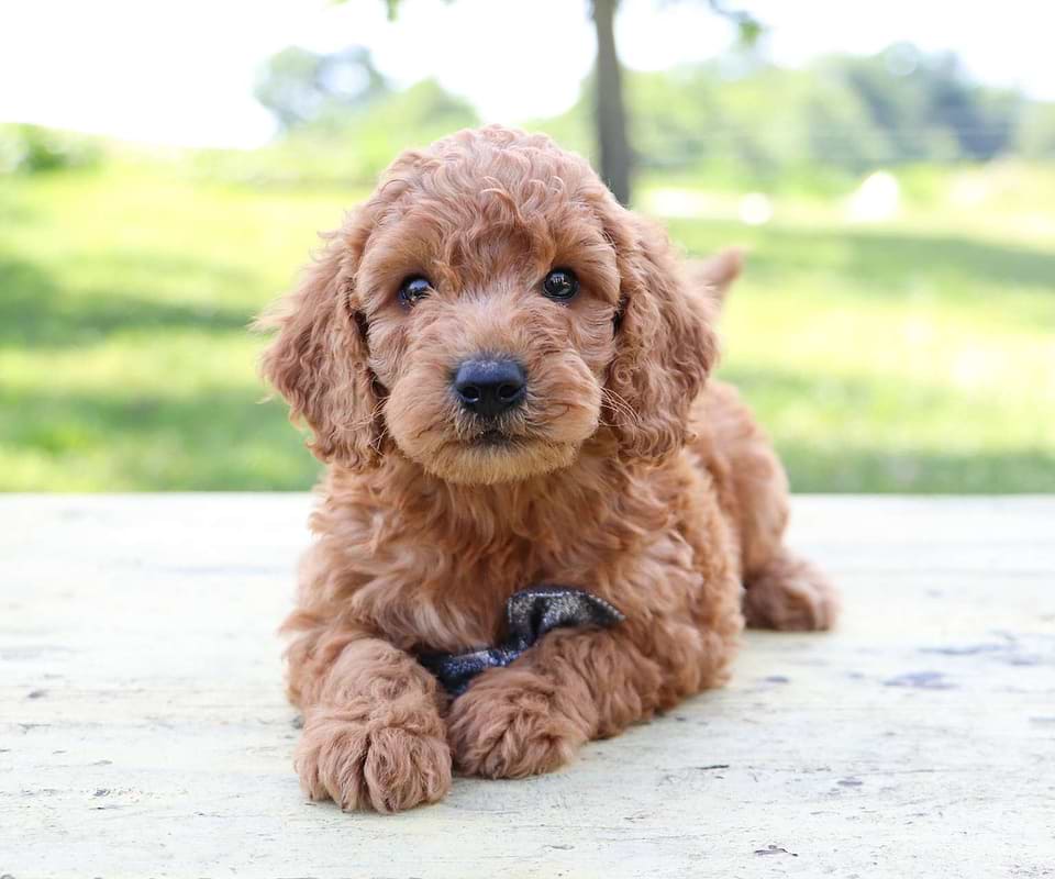 Available Goldendoodle