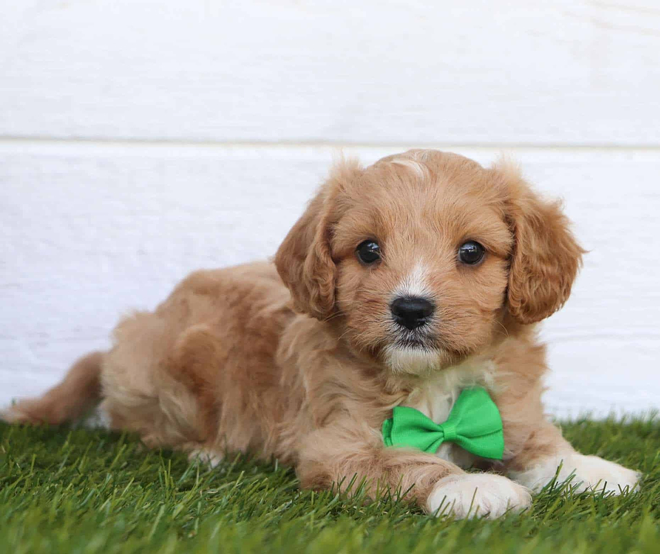 Cavapoo Available