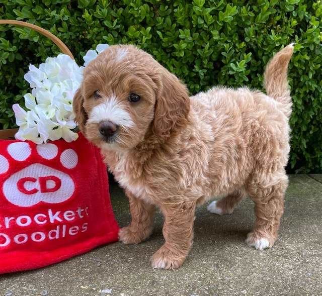 Goldendoodle Available