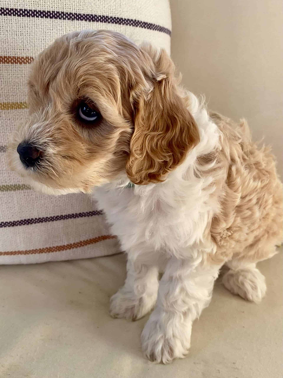 Labradoodle Available