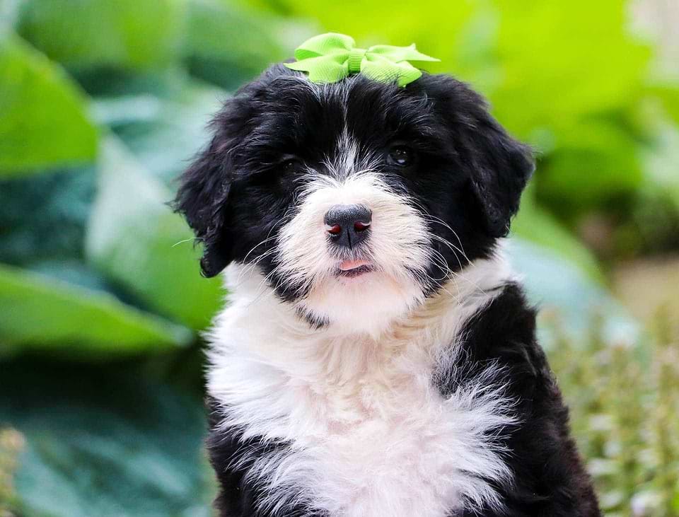 Sheepadoodle Available