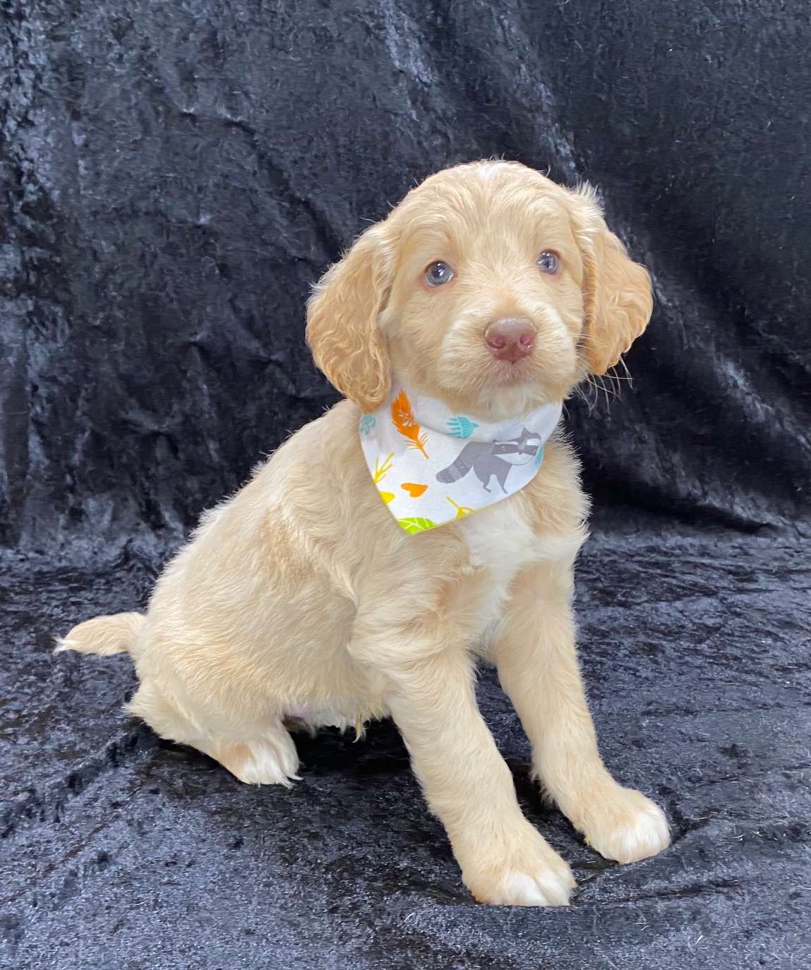 Available Goldendoodle