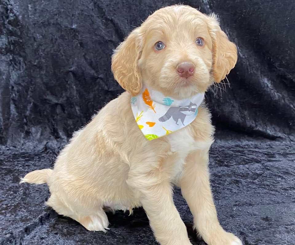 Available Goldendoodle