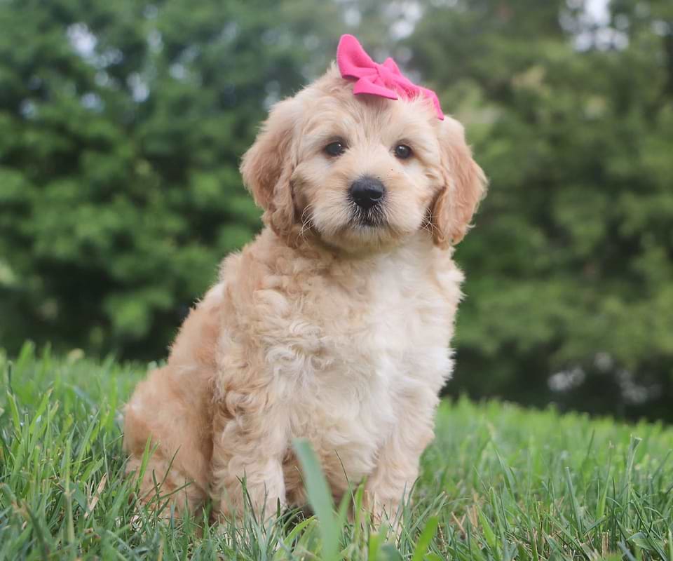 Goldendoodle Available