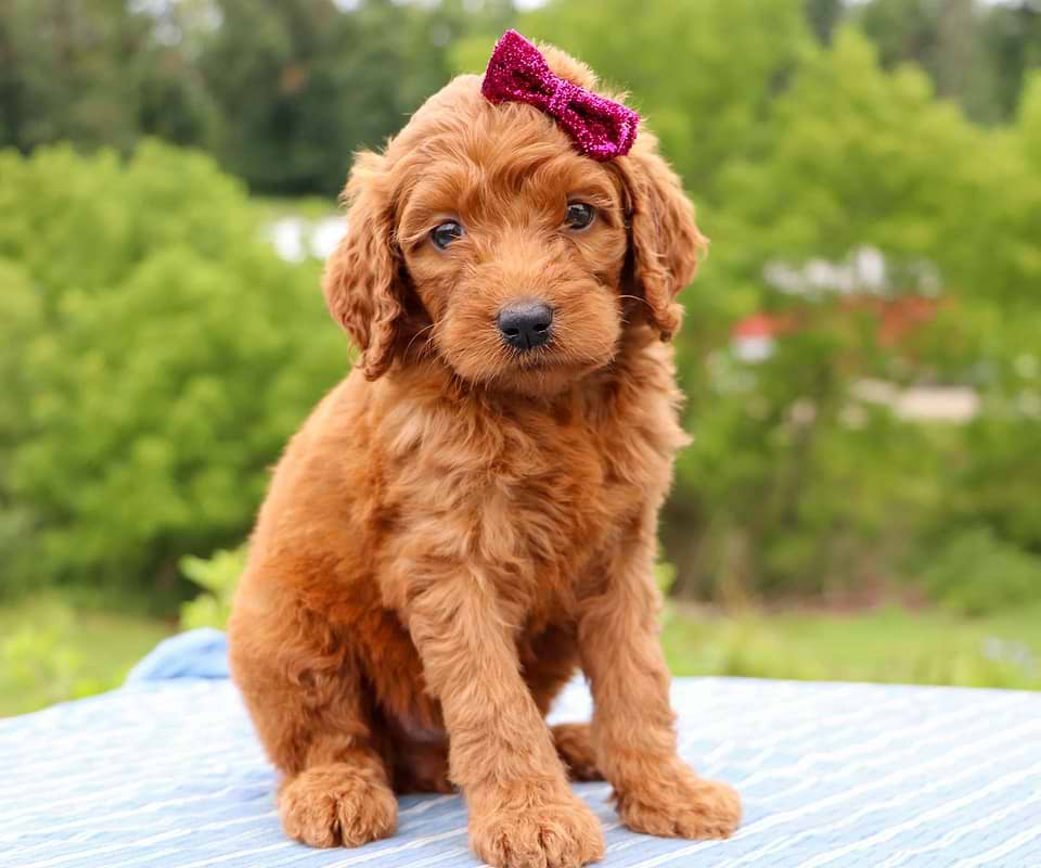 Goldendoodle Available