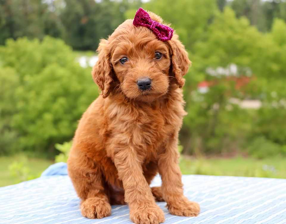 Goldendoodle Available