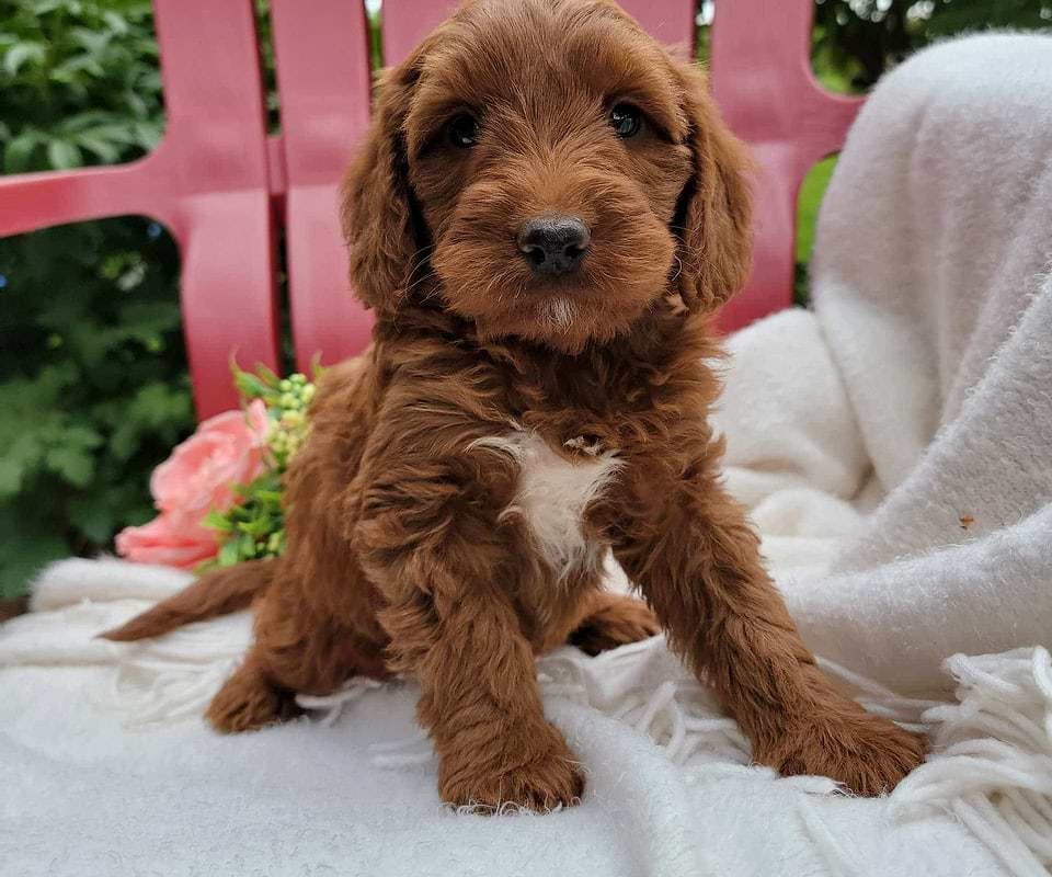 Goldendoodle Available