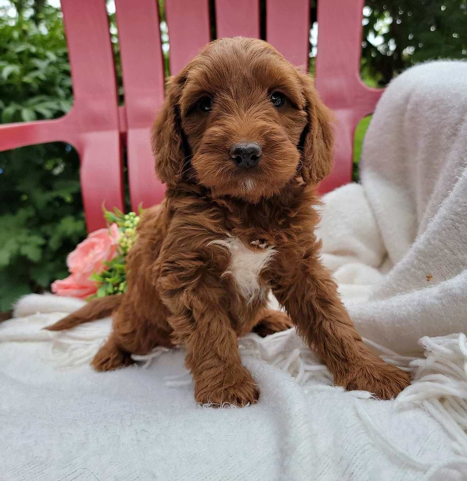 Goldendoodle Available