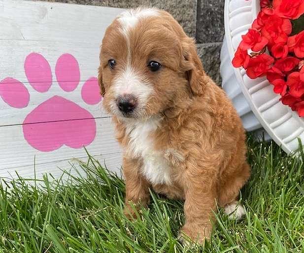 Available Goldendoodle