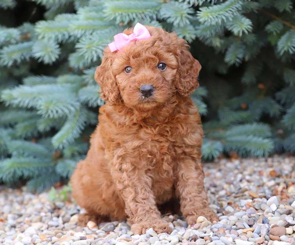 Goldendoodle Available