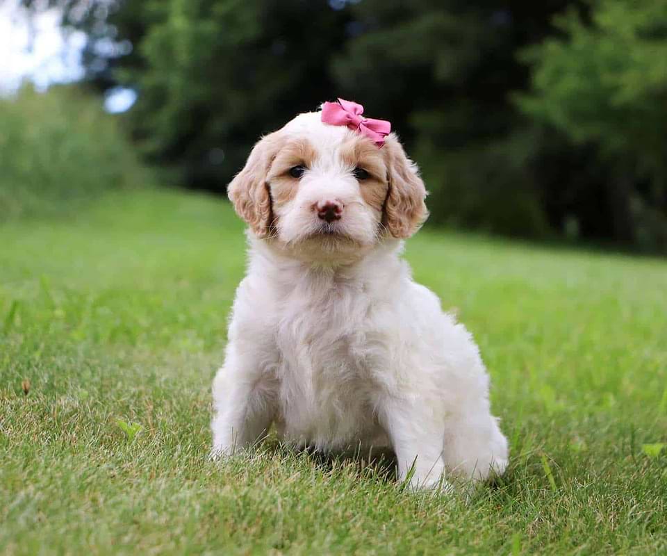 Goldendoodle Available