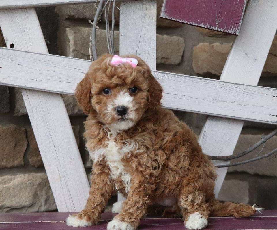 Goldendoodle Available