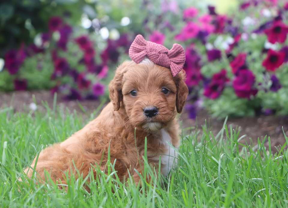 Available Irishdoodle