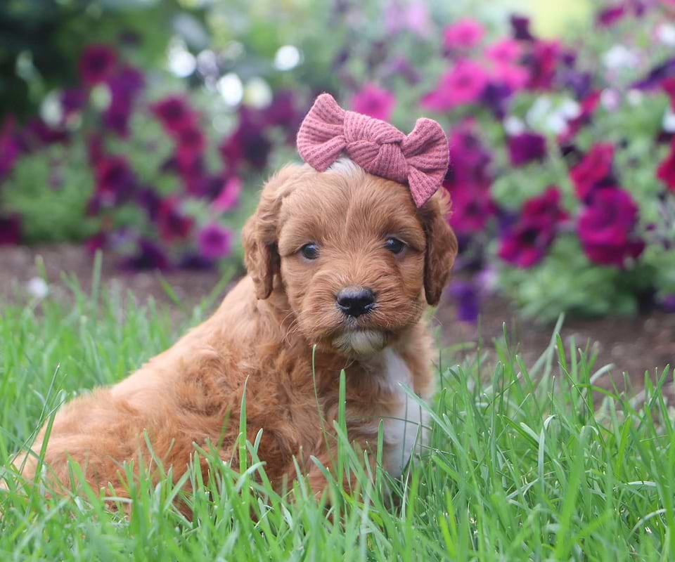 Available Irishdoodle