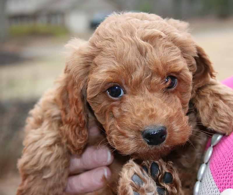 Cute Irishdoodle Available