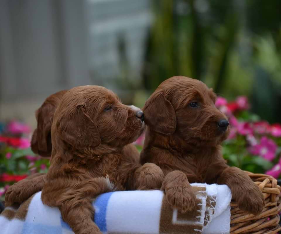 Irish Doodle Puppies