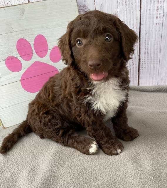 Available Labradoodle