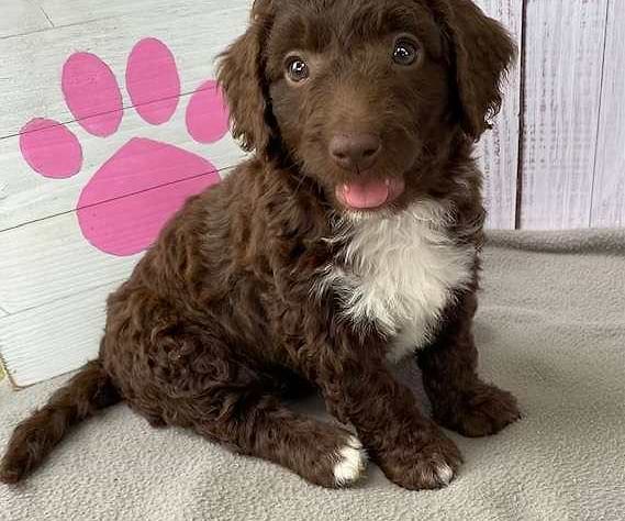Available Labradoodle