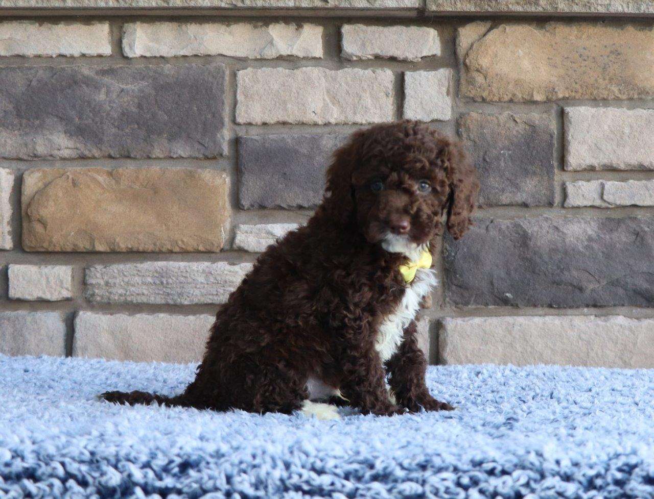 Available Labradoodle