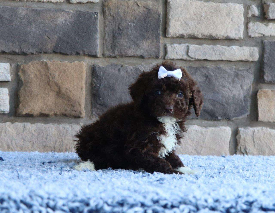 Available Labradoodle
