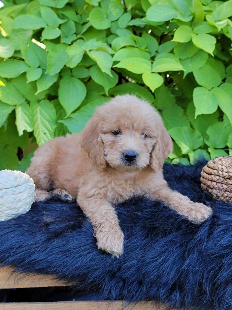 Available Labradoodle