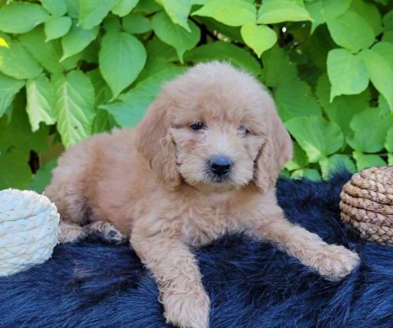 Available Labradoodle